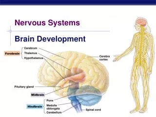 Nervous Systems