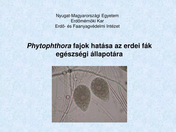 phytophthora fajok hat sa az erdei f k eg szs gi llapot ra