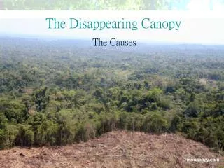 The Disappearing Canopy
