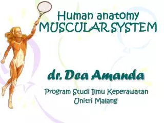 Human anatomy MUSCULAR SYSTEM