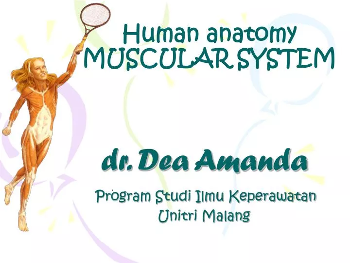 human anatomy muscular system