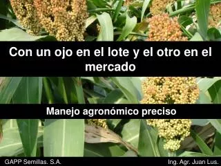 con un ojo en el lote y el otro en el mercado