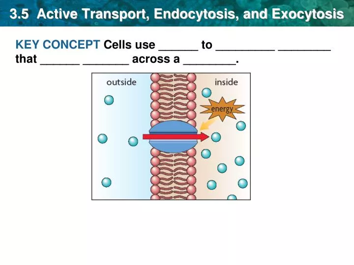 3 5 active transport endocytosis and exocytosis