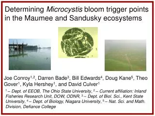 Determining Microcystis bloom trigger points in the Maumee and Sandusky ecosystems