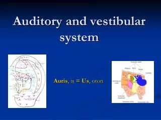 Auditory and vestibular system