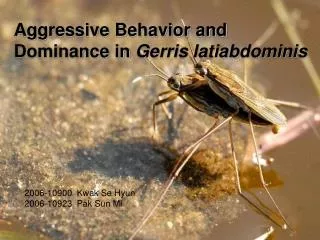 Aggressive Behavior and Dominance in Gerris latiabdominis