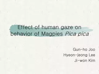 Effect of human gaze on behavior of Magpies Pica pica
