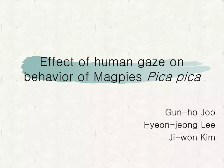effect of human gaze on behavior of magpies pica pica