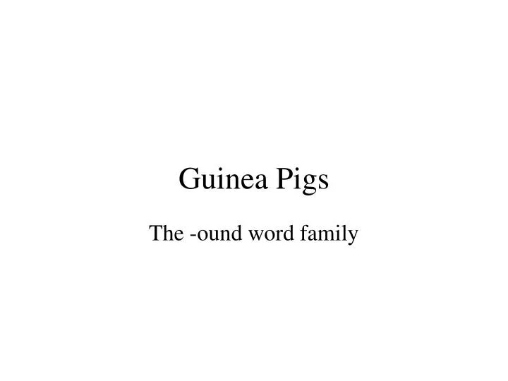 guinea pigs