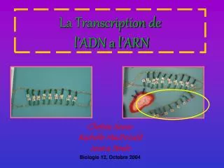 la transcription de l adn a l arn