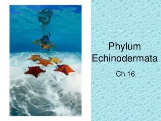phylum echinodermata
