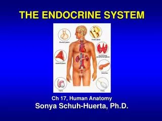 THE ENDOCRINE SYSTEM Ch 17, Human Anatomy Sonya Schuh-Huerta, Ph.D.
