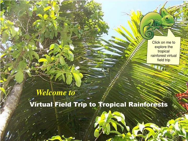 virtual field trip to tropical rainforests