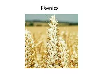 p enica