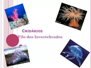 cnid rios