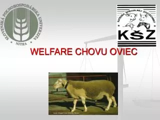 welfare chovu oviec