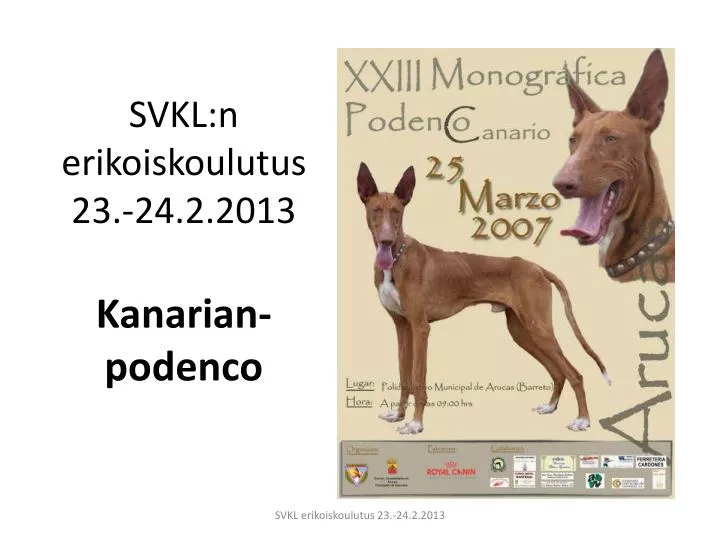 svkl n erikoiskoulutus 23 24 2 2013 kanarian podenco