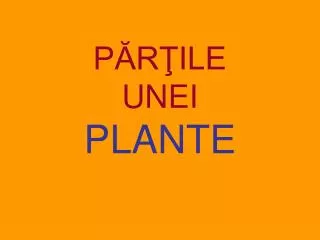 p r ile unei plante