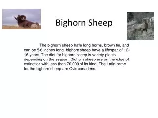 Bighorn Sheep