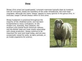 Sheep