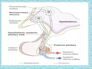 THE POSTERIOR PITUITARY GLAN D