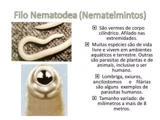 Filo Nematodea (Nematelmintos)