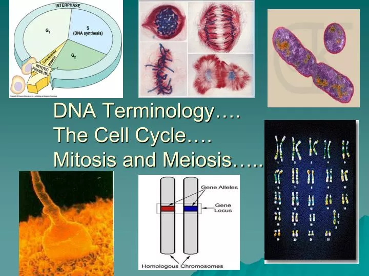 dna terminology the cell cycle mitosis and meiosis