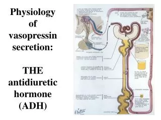Physiology of vasopressin secretion: THE antidiuretic hormone (ADH)