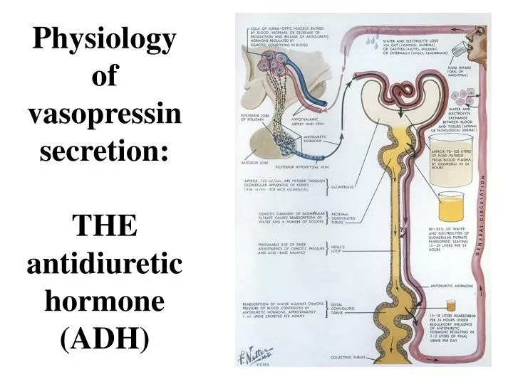 physiology of vasopressin secretion the antidiuretic hormone adh