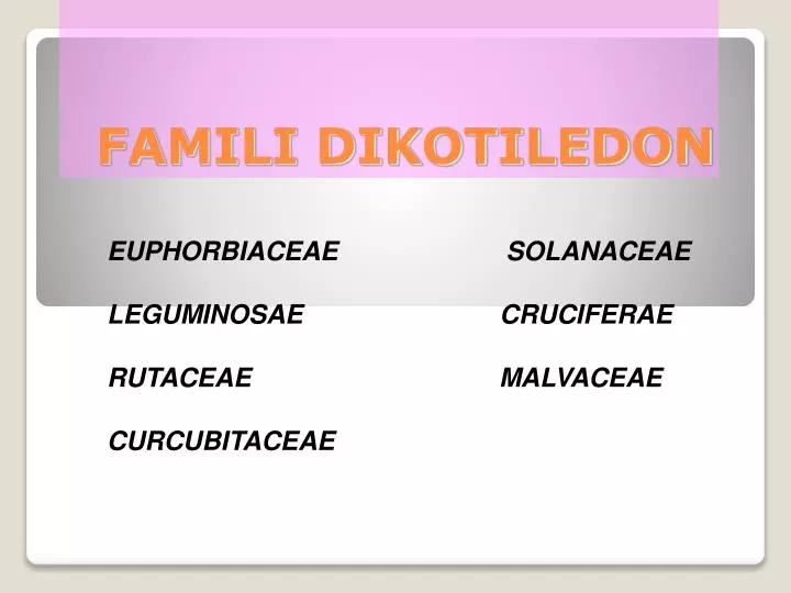 famili dikotiledon