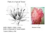 Meristem bunga - slide 1