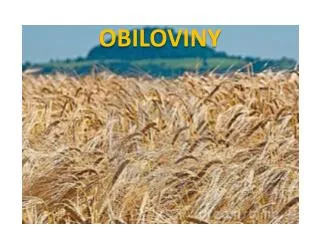 obiloviny