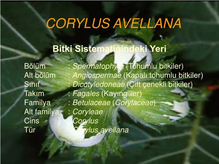 corylus avellana