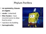 Phylum Porifera - slide 1