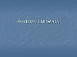 PHYLUM: CNIDARIA - slide 1