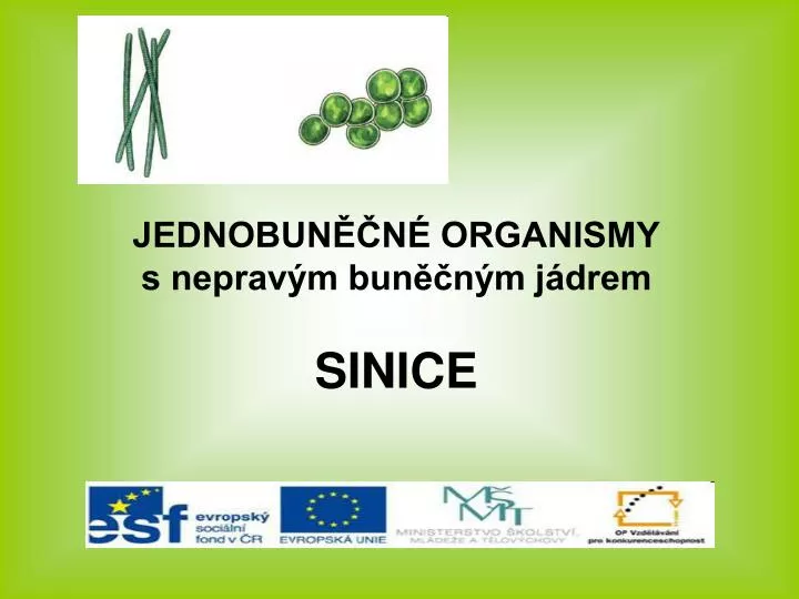 jednobun n organismy s neprav m bun n m j drem sinice