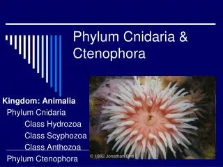 Phylum Cnidaria &amp; Ctenophora
