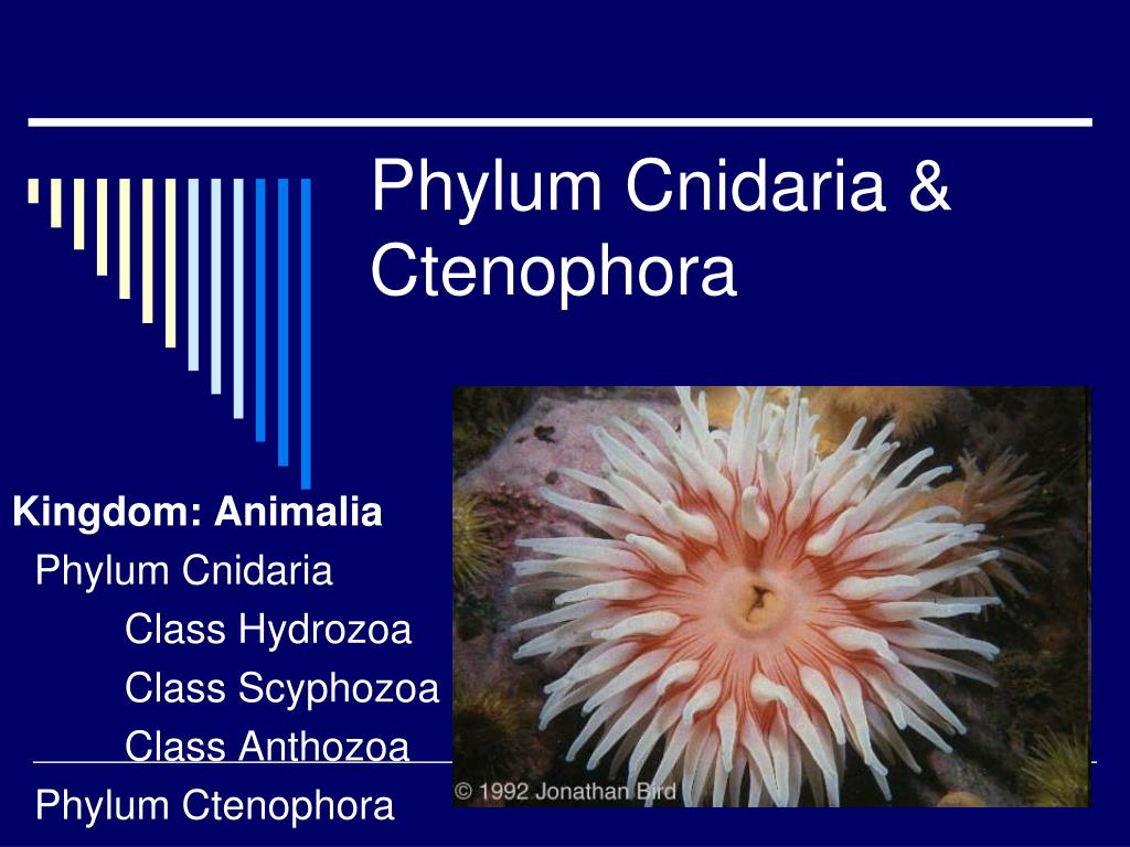 PPT - Phylum Cnidaria & Ctenophora PowerPoint Presentation, free ...