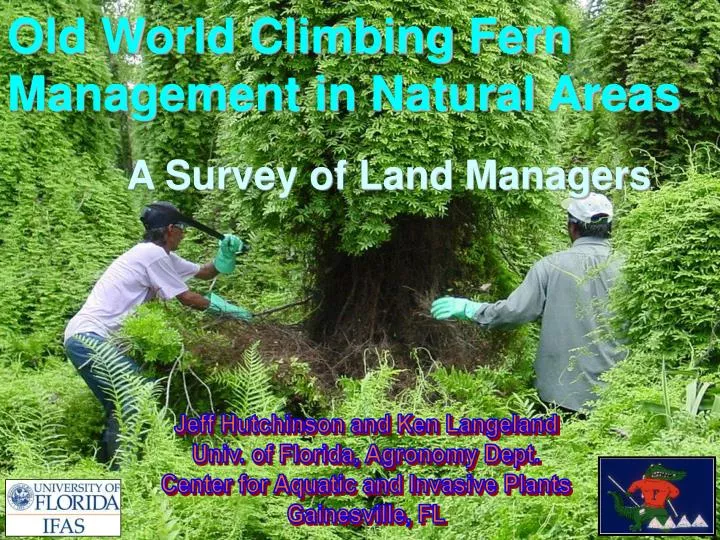 old world climbing fern management in natural areas a survey of land managers