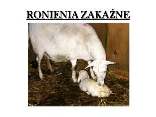 ronienia zaka ne