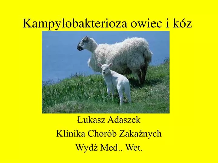 kampylobakterioza owiec i k z