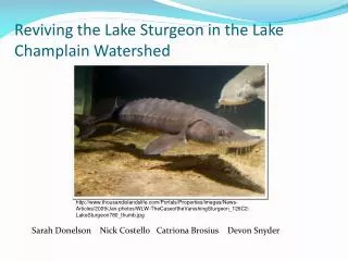 Reviving the Lake Sturgeon in the Lake Champlain Watershed
