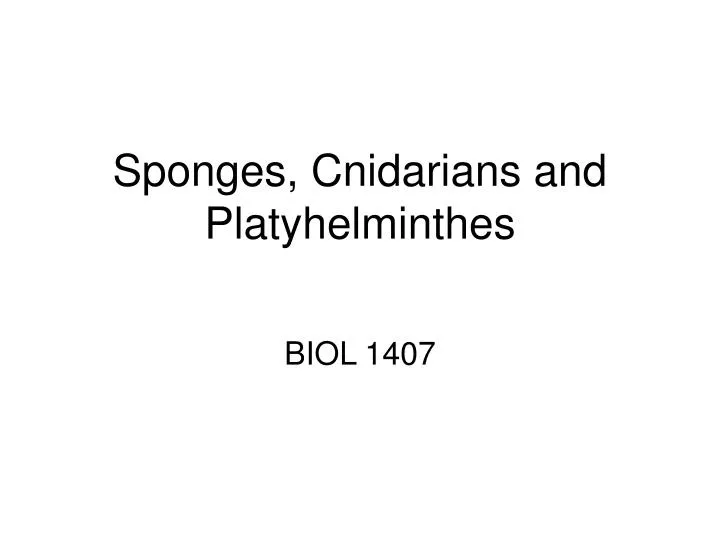 sponges cnidarians and platyhelminthes