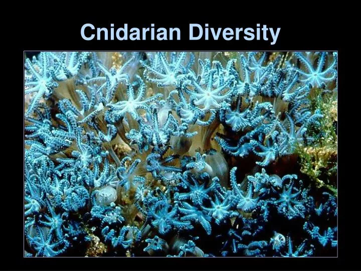 cnidarian diversity