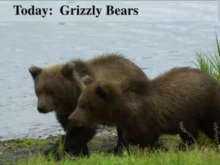 Today: Grizzly Bears