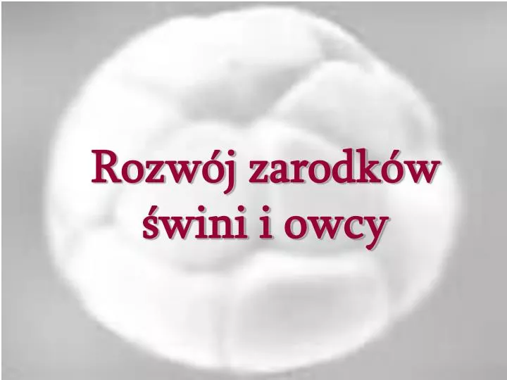 rozw j zarodk w wini i owcy