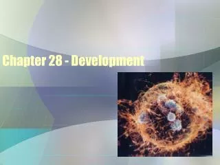 Chapter 28 - Development