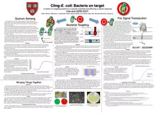 Cling- E. coli : Bacteria on target