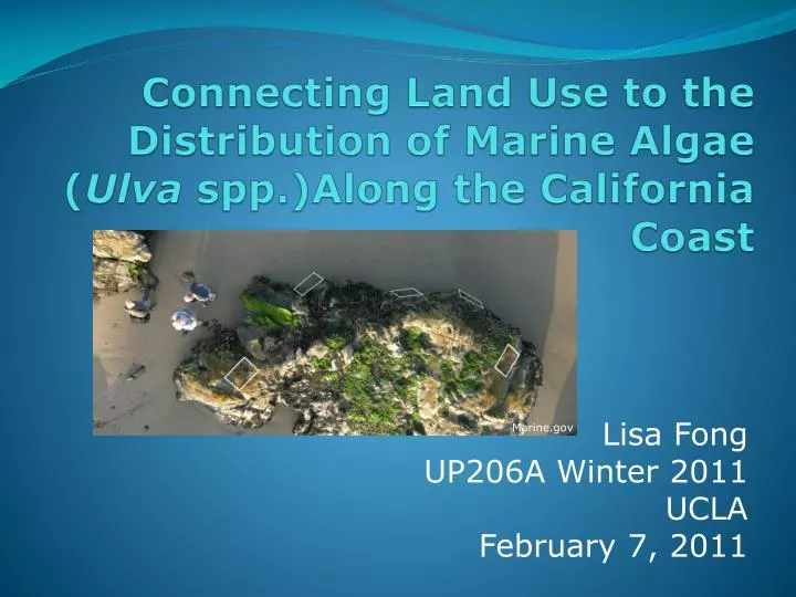 connecting land use to the distribution of marine algae ulva spp along the california coast