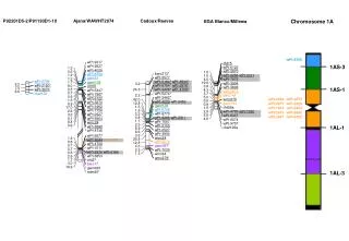 Chromosome 1A